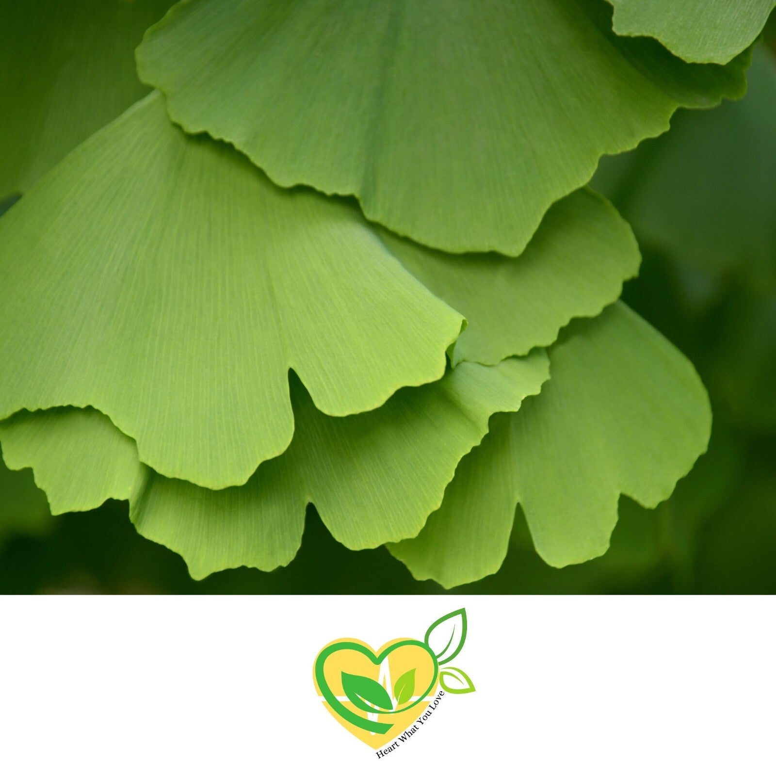 Ginkgo Leaf 1Oz – Organic Cut & Sifted Herbal Wellness Herb
