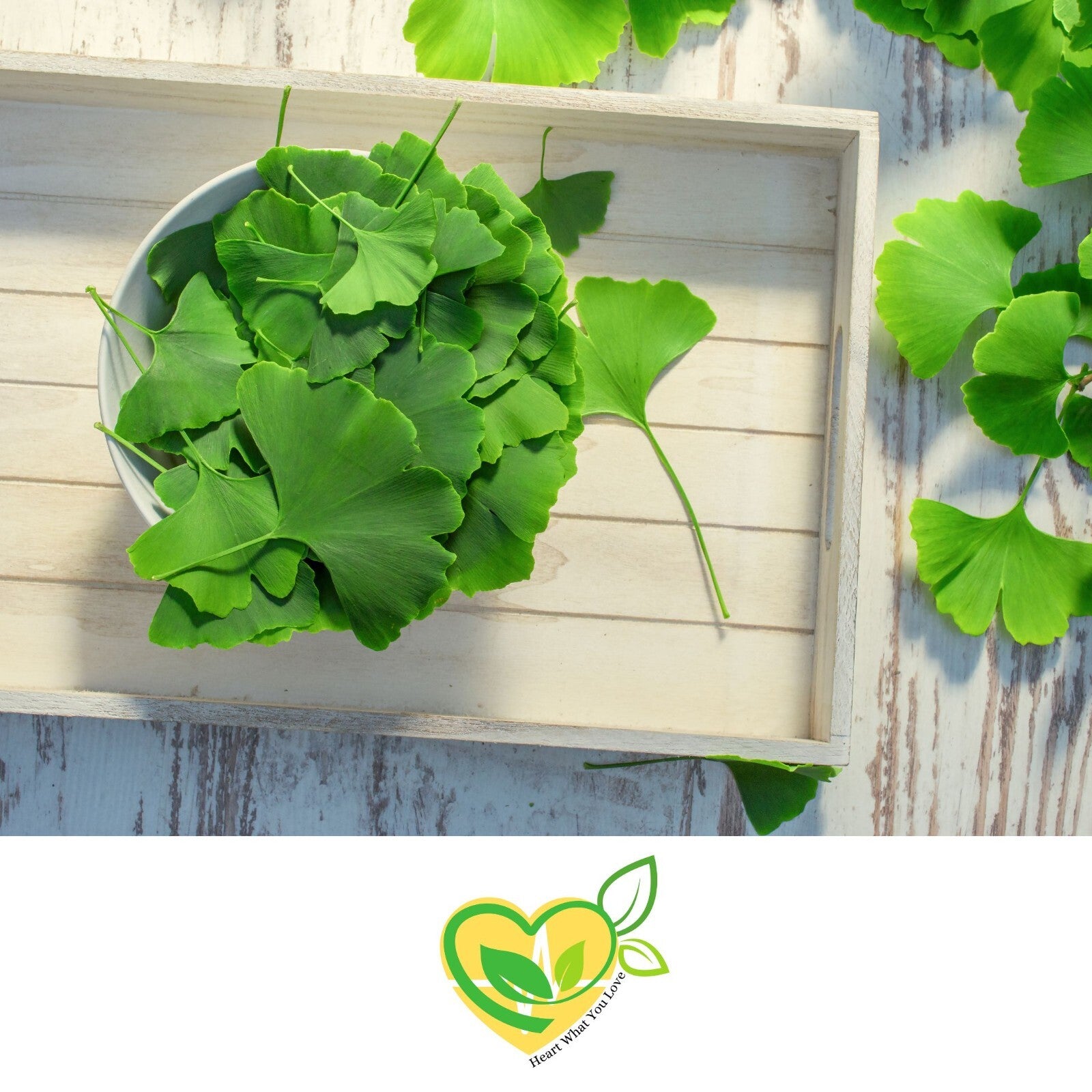 Ginkgo Leaf 1Oz – Organic Cut & Sifted Herbal Wellness Herb