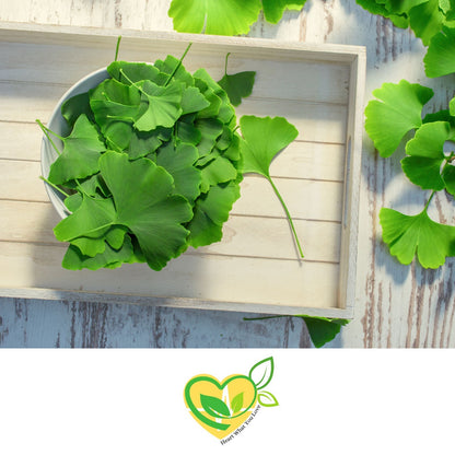 Ginkgo Leaf 1Oz – Organic Cut & Sifted Herbal Wellness Herb