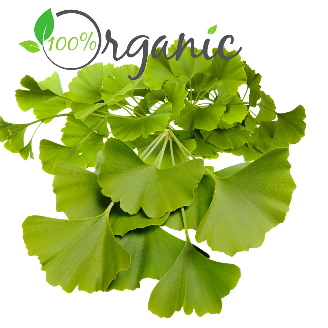 Ginkgo Leaf 1Oz – Organic Cut & Sifted Herbal Wellness Herb