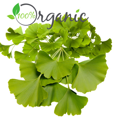 Ginkgo Leaf 1Oz – Organic Cut & Sifted Herbal Wellness Herb